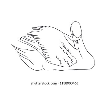 swan lines. vector, white background