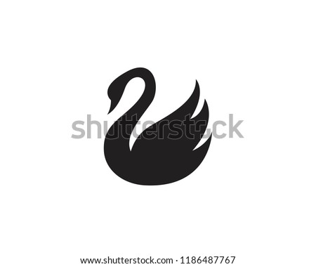 an elegant white swan swims in the water. the wild animal appears majestic. Bird