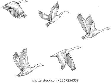 Ilustración de sketch de vuelo de migración de Swan