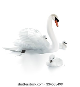 Swan Mother and swanlings.
Hand drawn vector illustration of a mute swan resting on the surface of the water, surrounded by her offspring.
