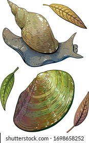 Swan mussel and Great pond snail illustration, drawing, colorful doodle vector