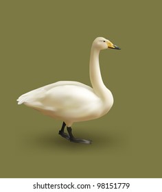 swan on a khaki background  vector