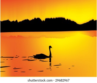 Swan on the lake.
