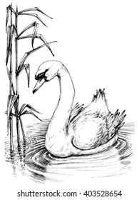 Swan On Lake Sketch