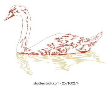 swan on surface hand sketch