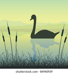 A Swan on Water with Reeds and Grass