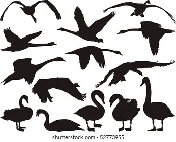 Swan silhouette in different positions