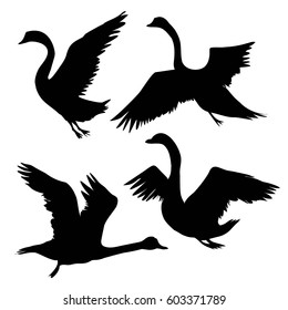 the Swan silhouette - vector Illustrator