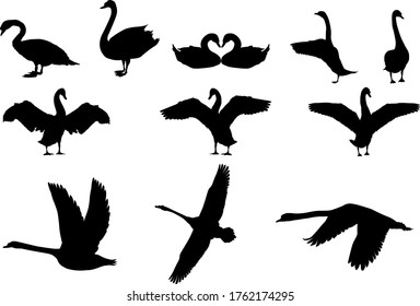 Swan Silhouette Vector on white background	