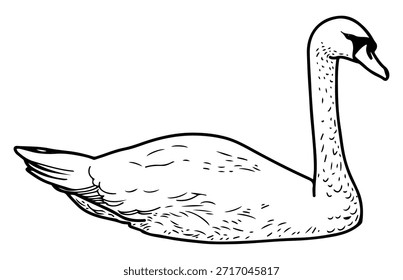 Cisne. Dibujar Vector dibujado a mano. Ave. Animal volador. Alas, pico, cuello largo, plumas. Acuático, migratorio. Ilustración en blanco y negro. Arte gráfico grabado.