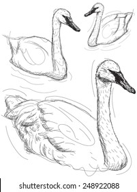 Swan sketches