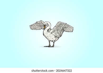 A swan spreading its wings. Hand drawn vector illustration.