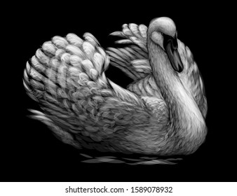 The swan is swimming. Hand-drawn, artistic, black and white sketch of a swan bird on a black background.
