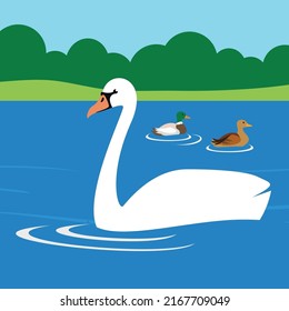 Swan y dos patos nadan en el lago en el parque