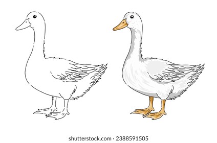 Swan vector coloring page image. Swan Vector