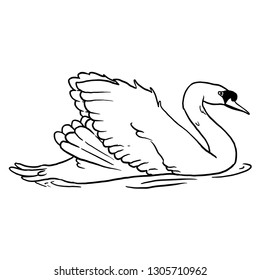 swan vector illustration