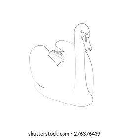Swan vector illustration/ Swan