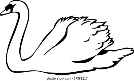 Swan Vector Illustration