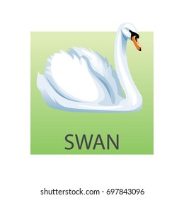 Swan vector illustration. Illustration of a beautiful white swan. Swan cartoon character isolated on a blue background. Symbol, logo vector. Vector isolated
