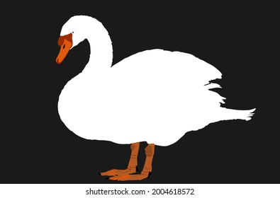 Swan vector illustration isolated on black background. Goose vector. Big bird from farm nature pose. Wedding symbol of purity.