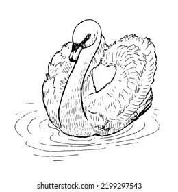 ilustración de vector swan sobre fondo blanco
