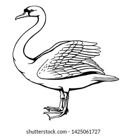 Swan vector illustration for your design. Hand drawing, isolated on white. Also for coloring books and pages.