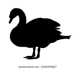 Swan vector silhouette illustration isolated on white background. Wildlife big bird in nature habitat. Swan shape shadow. River or lake animal.