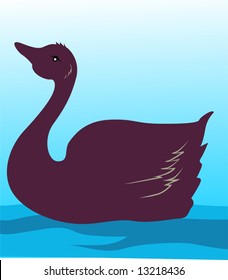  swan in water	