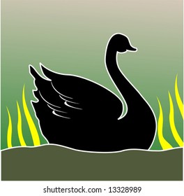 swan in water	