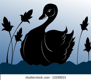  swan in water	
