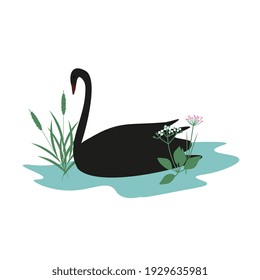 Swan and water plants simple illustration
