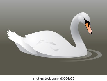 Swan, white  bird  on the water,  beauty and love symbol,  vector image