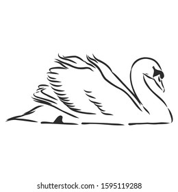 Swan, wild bird, contour vector illustration sketch 