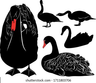 swans bird silhouettes collection isolated on black background