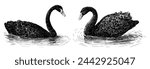 Swans, black, pair, floating, water birds, feathers, graceful, sketch, realistic, vector hand drawn illustration isolated on white