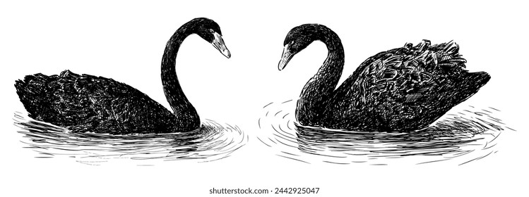 Swans, black, pair, floating, water birds, feathers, graceful, sketch, realistic, vector hand drawn illustration isolated on white