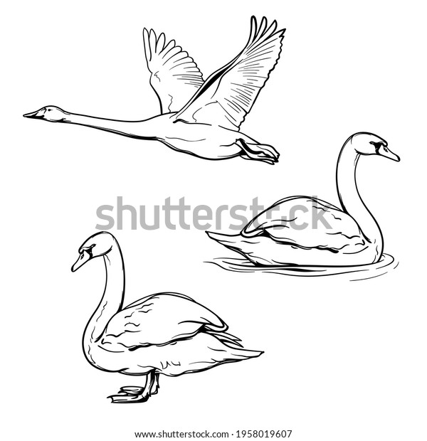 Swans Black White Drawing Vector Illustration Stock Vector (Royalty ...