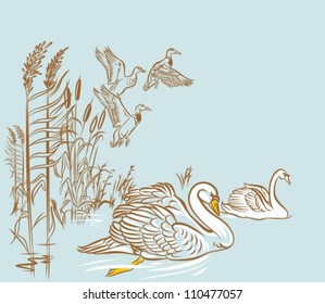 swans and ducks