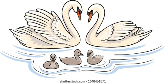 Swans family - parents and baby birds. Vector illustration. 