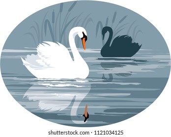 Swans gliding on the lake