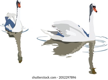 Swans on the lake with shadows of blue with transparent background 