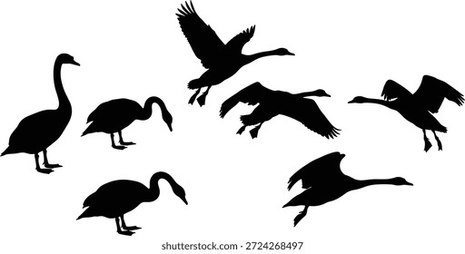 Vetor de silhueta de cisnes definido em várias poses, voando, andando, de pé para o projeto de pássaros, ilustração, arte da natureza, vida selvagem e decoração