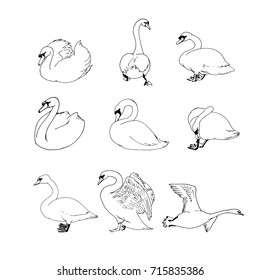 Swans sketch collection isolated on white background. Outline swans set vector illustration.