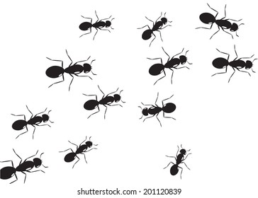 3,264 Army ants Images, Stock Photos & Vectors | Shutterstock
