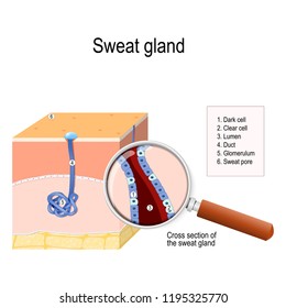 sweat gland. cross-section of the human skin, with the sweat gland. Close-up of  dark and clear cells, lumen, glomerulum and pore. labeled Vector diagram for educational, medical, biological use