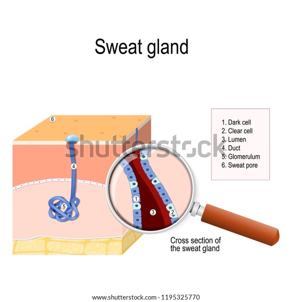 sweat gland. cross-section of the human skin, with the sweat gland. Close-up of  dark and clear cells, lumen, glomerulum and pore. labeled Vector diagram for educational, medical, biological use