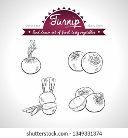 Swede. Hand drawn collection of vector sketch detailed fresh vegetables. Isolated	