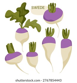 Swede. Set of rutabaga. Root vegetables. Vector illustration