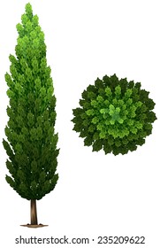 A Swedish columnar plant on a white background 