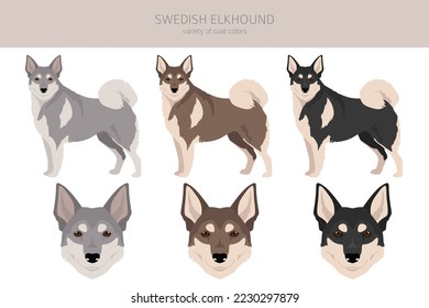 Swedish Elkhound clipart. All coat colors set.  All dog breeds characteristics infographic. Vector illustration